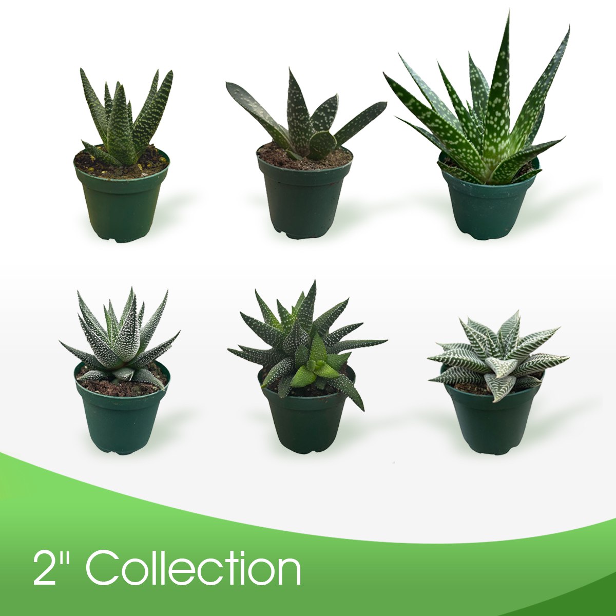 2” Collection