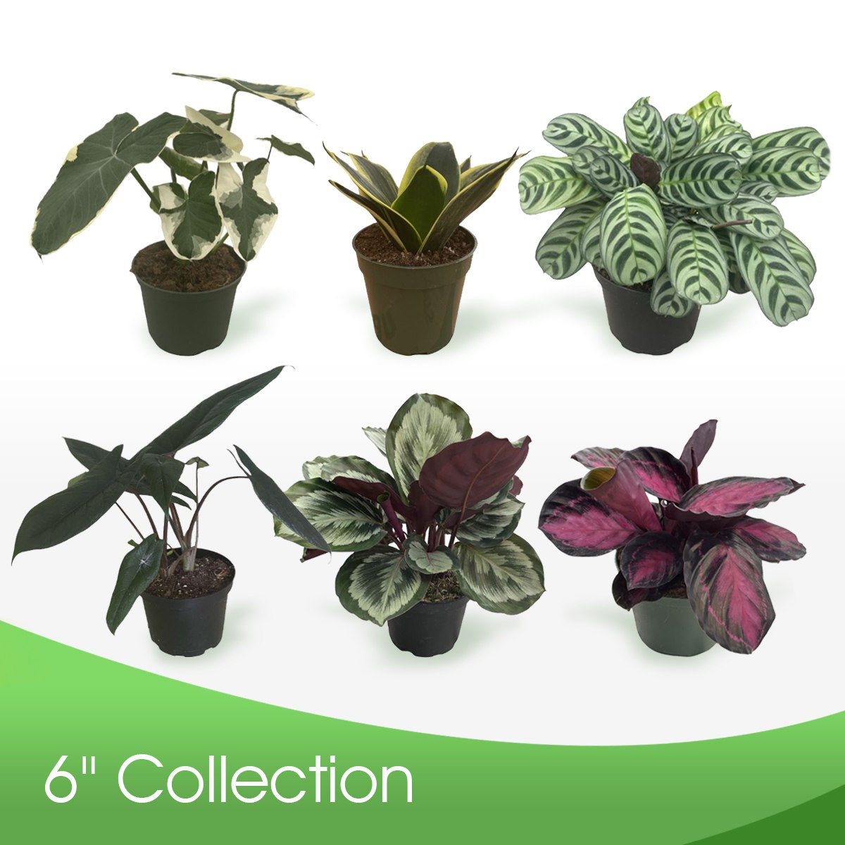 6” Collection