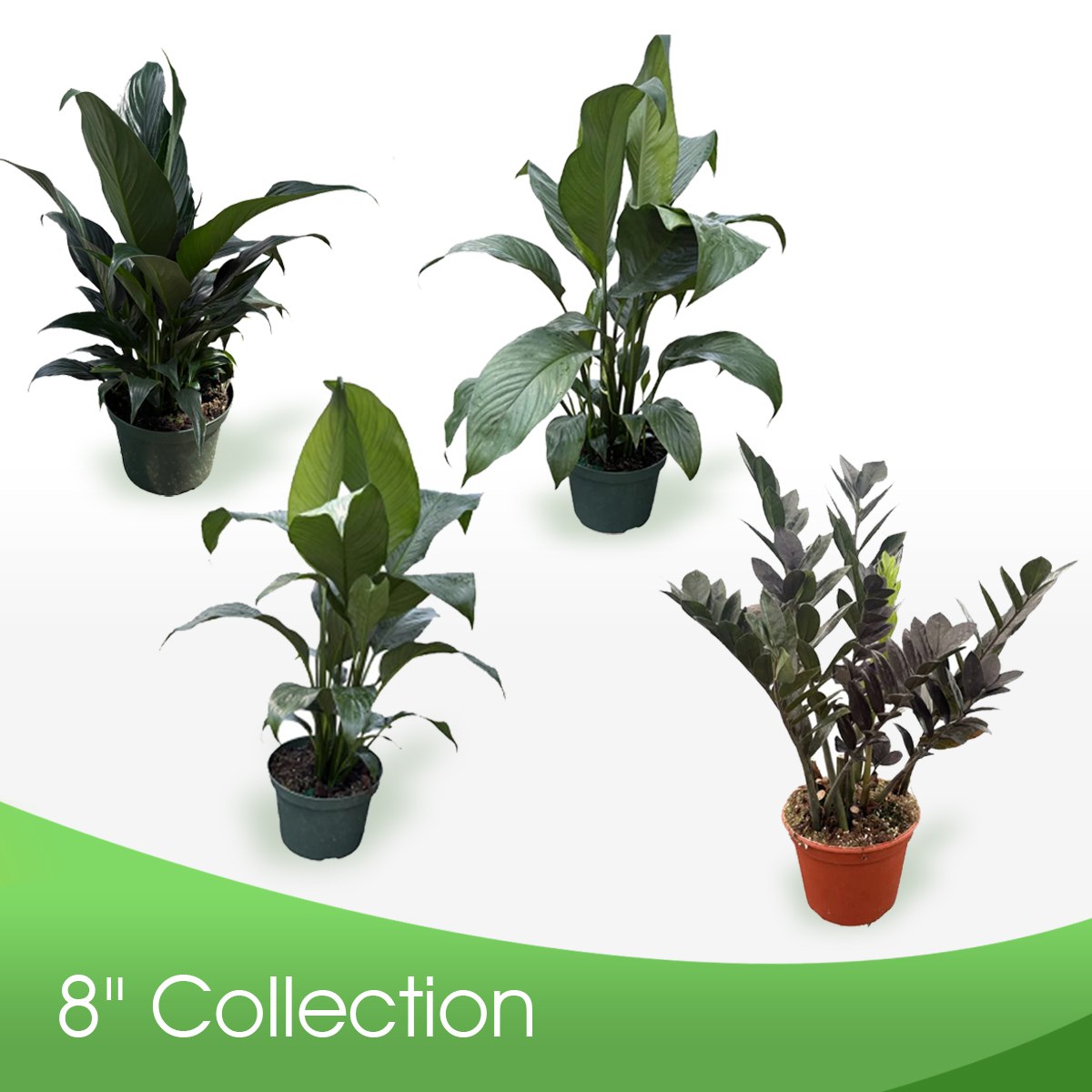 8" Collection
