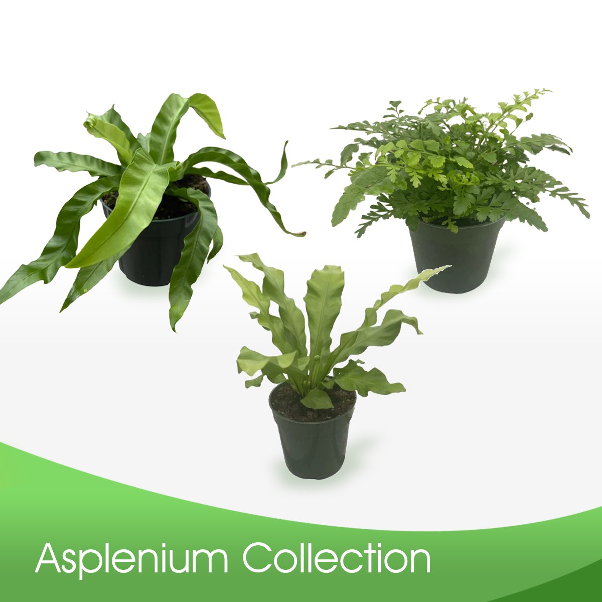 Asplenium