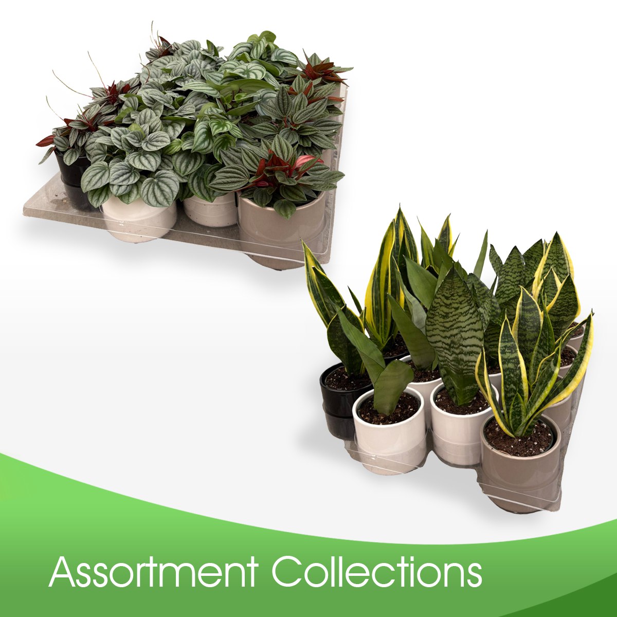 Assortment Collections