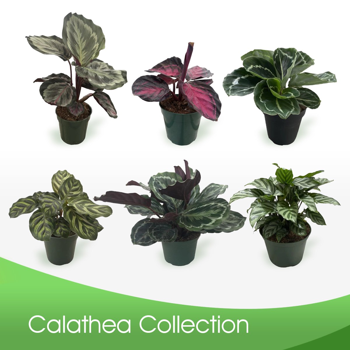 Calathea
