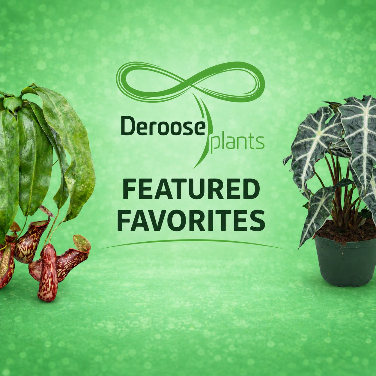 Featured This Week