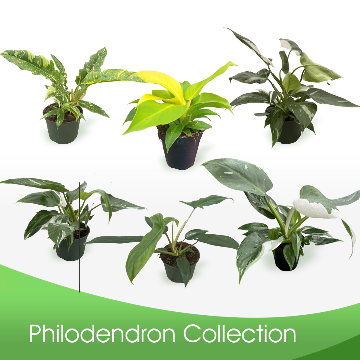 Philodendron