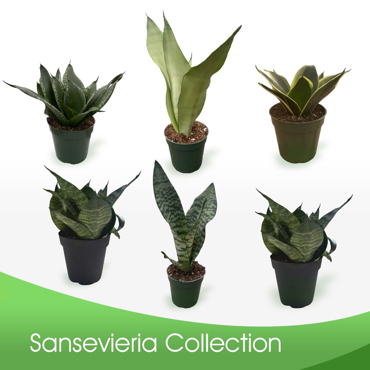 Sansevieria