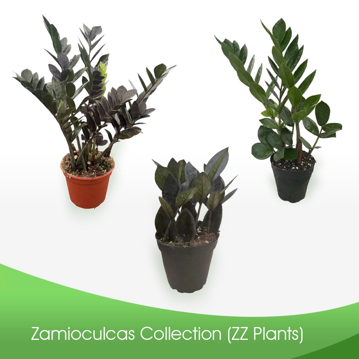 Zamioculcas