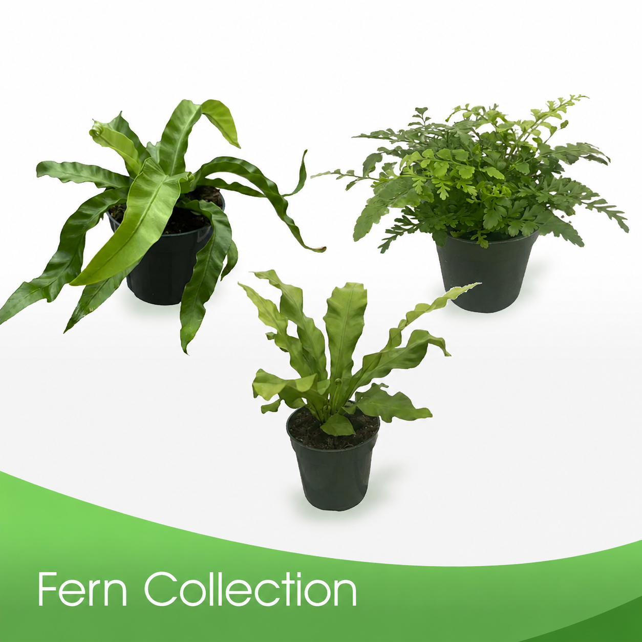 Ferns