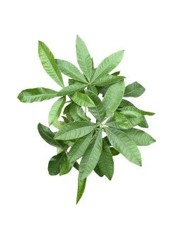 8" Pachira Braid 'Money Tree'