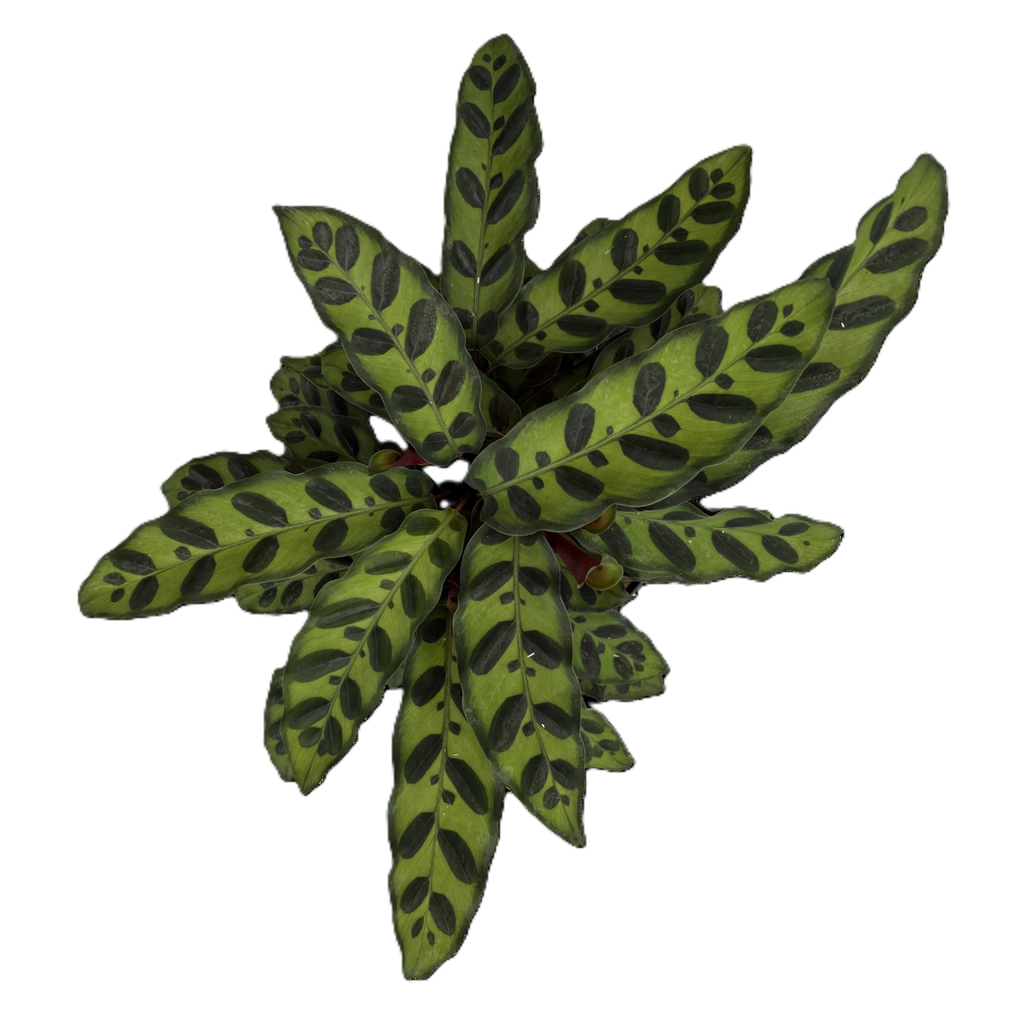 6" Calathea Insignis