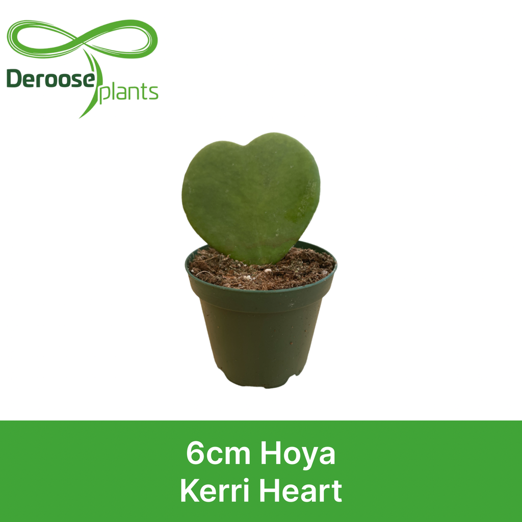 2" Hoya Kerri Heart