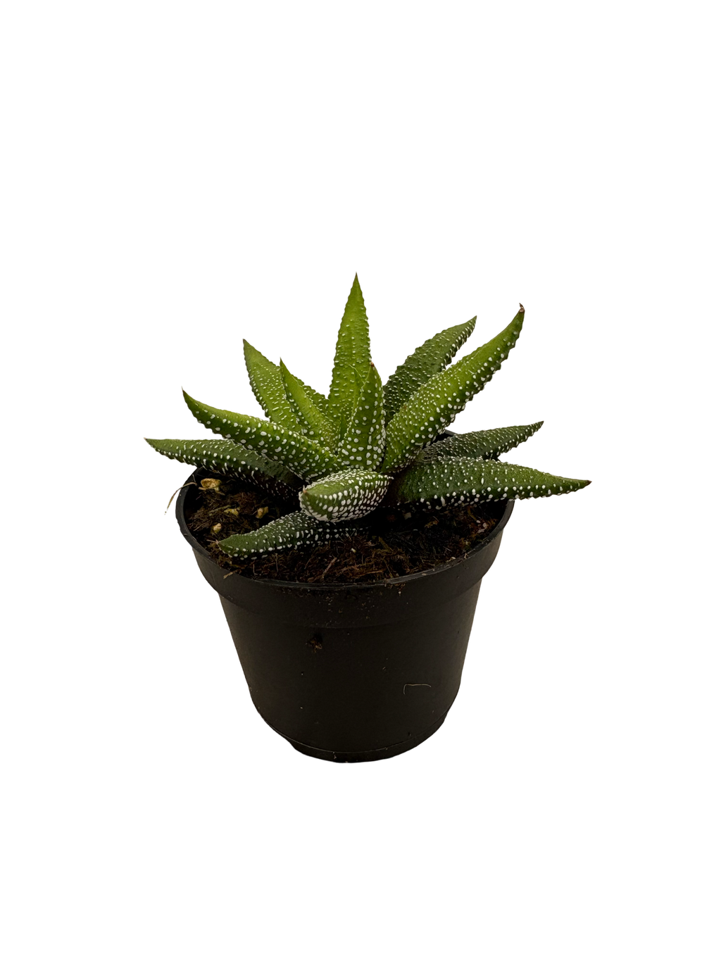 2" Haworthia Enon