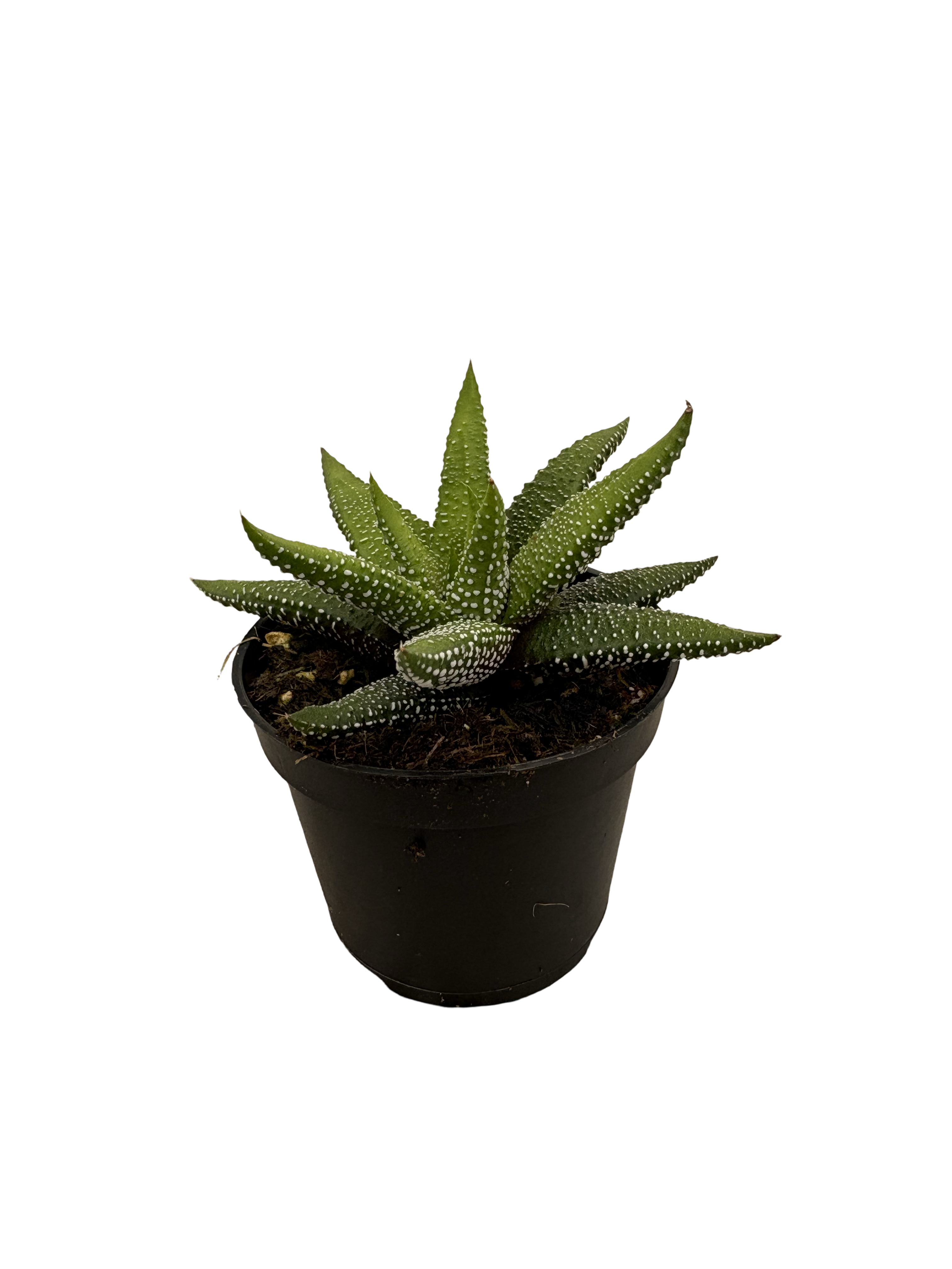 2" Haworthia Enon