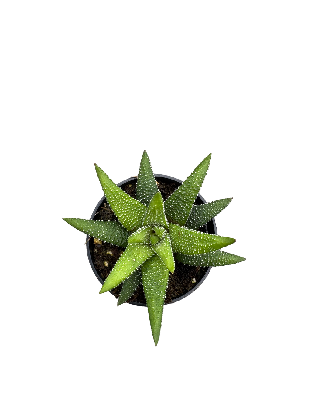 2" Haworthia Enon