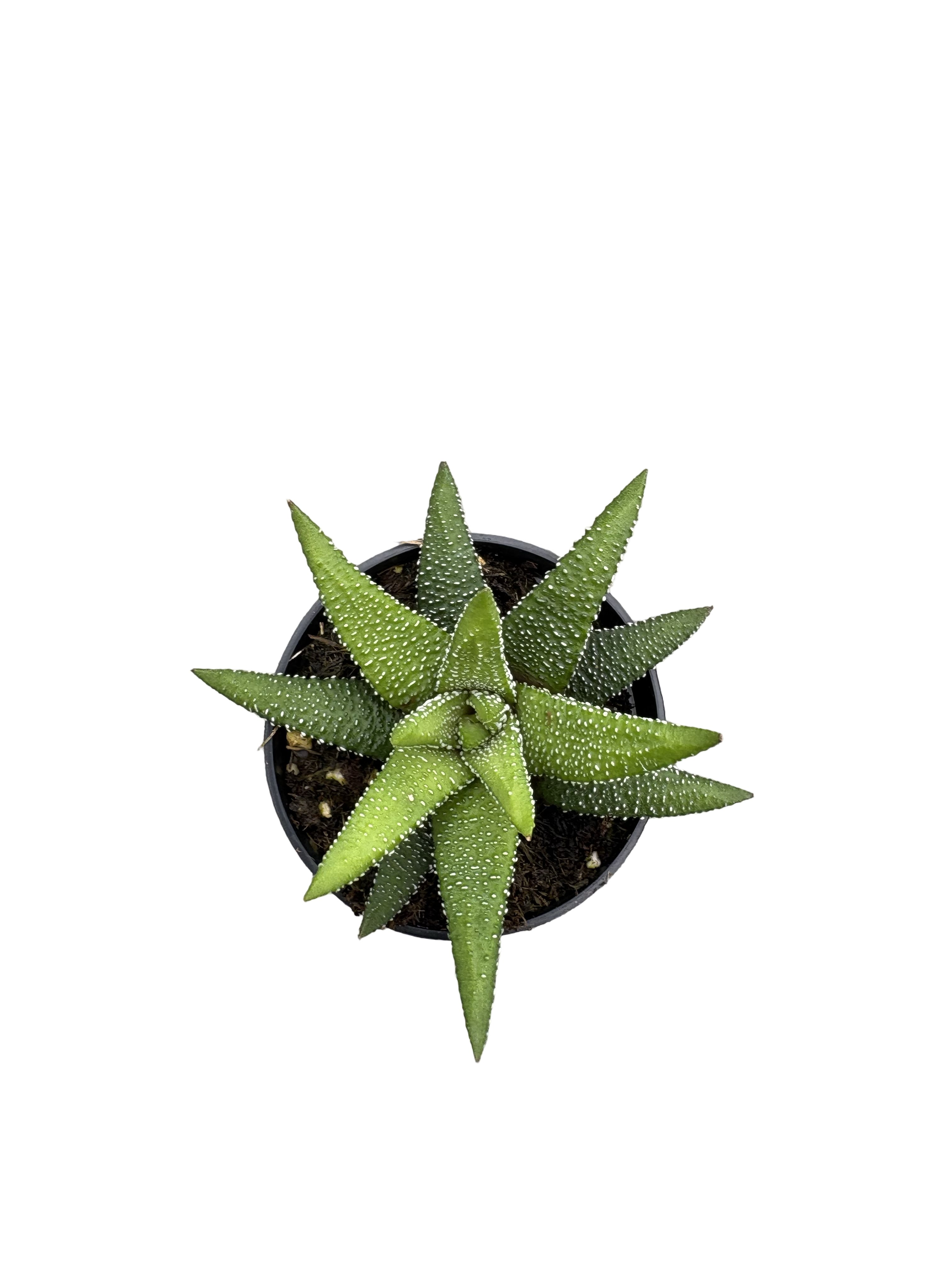 2" Haworthia Enon
