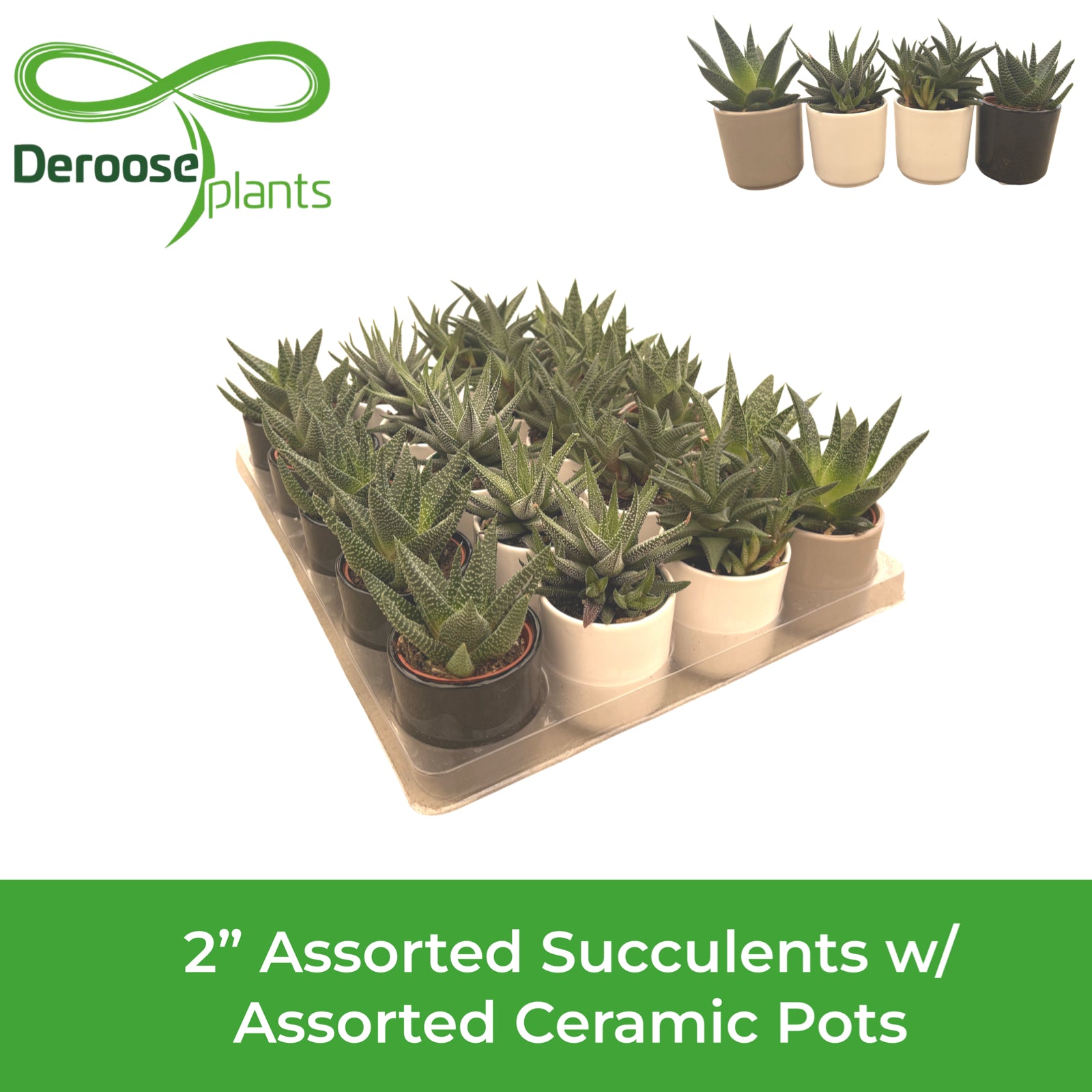 2" Assorted Succulents w/ Assorted Ceramics