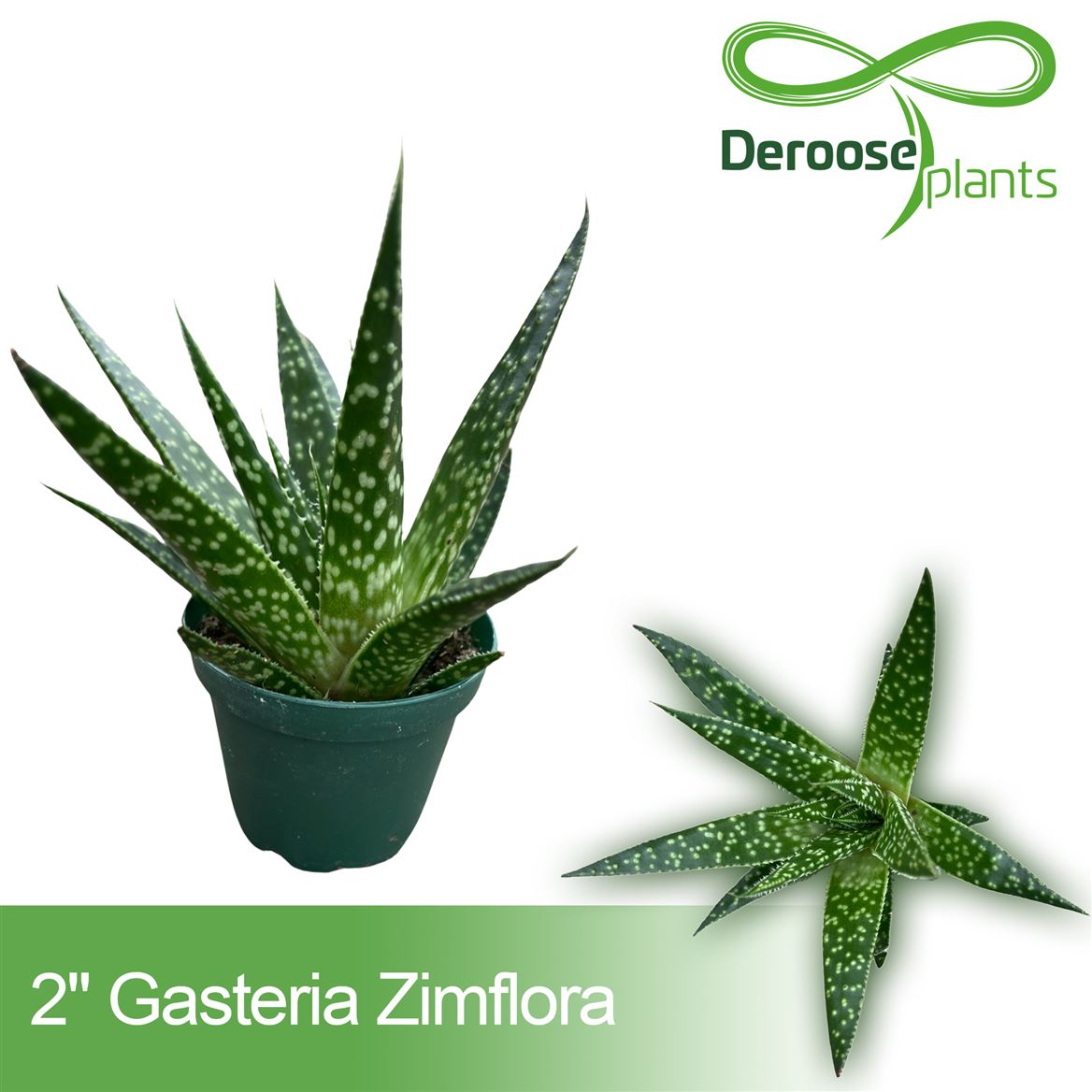 2" Gasteria Zimflora