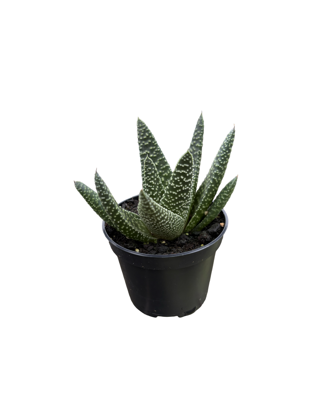 2” Gasteria Okavango