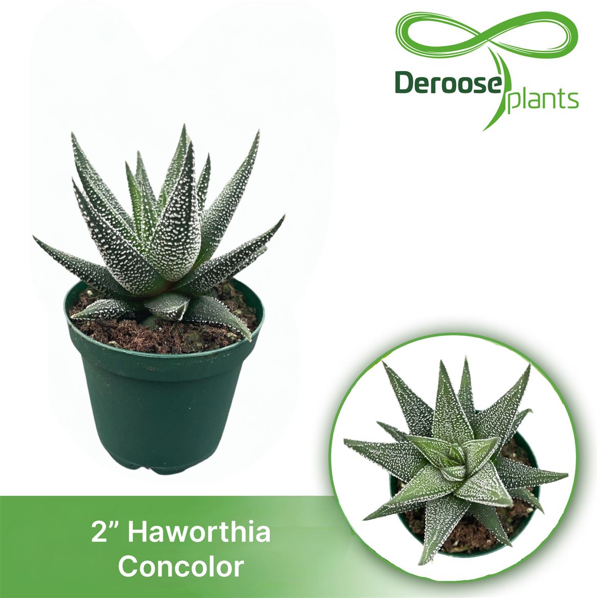2" Haworthia Concolor