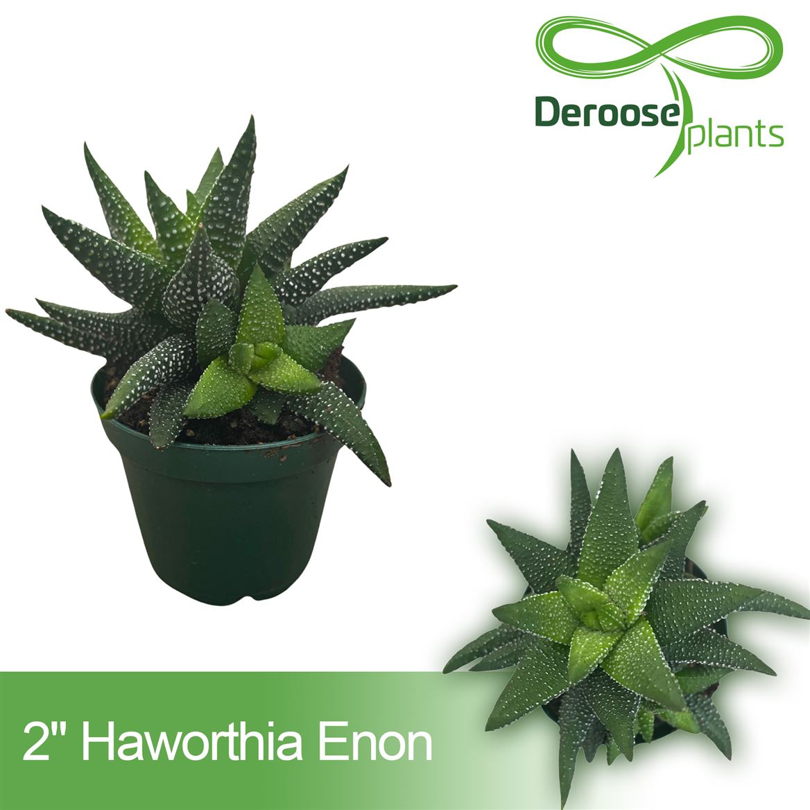 2" Haworthia Enon