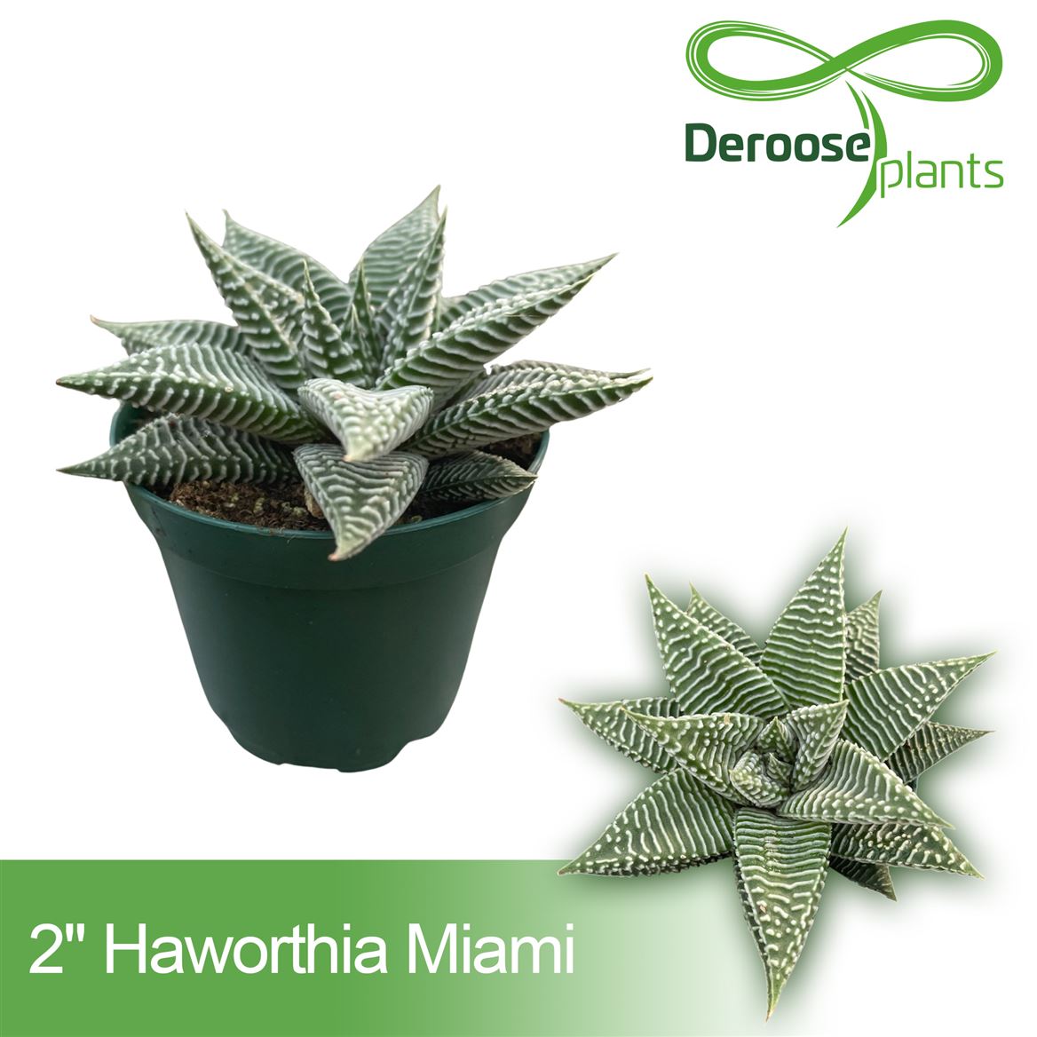2" Haworthia Miami
