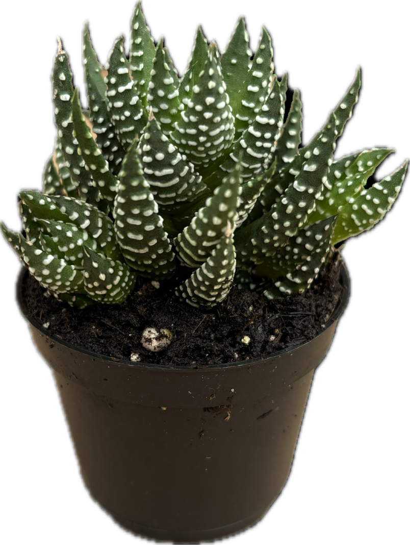 2" Haworthia Coarctata