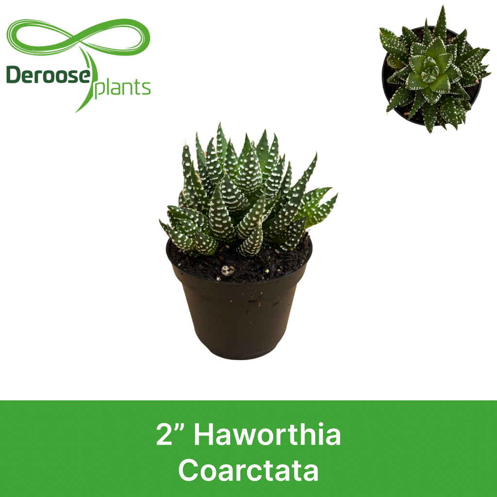 2" Haworthia Coarctata