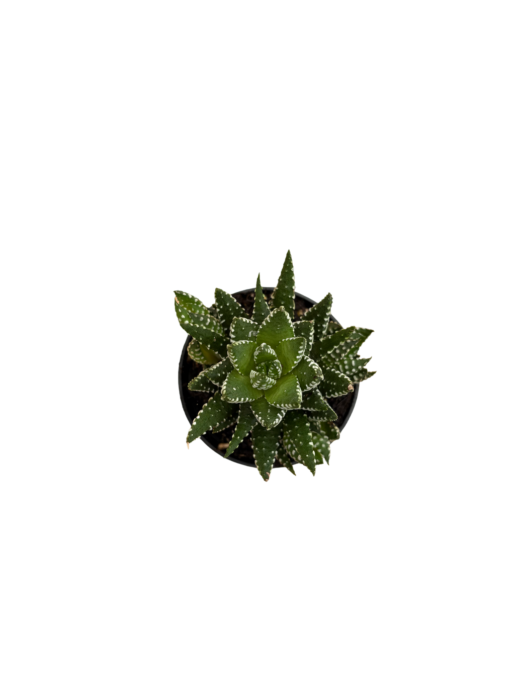 2" Haworthia Coarctata