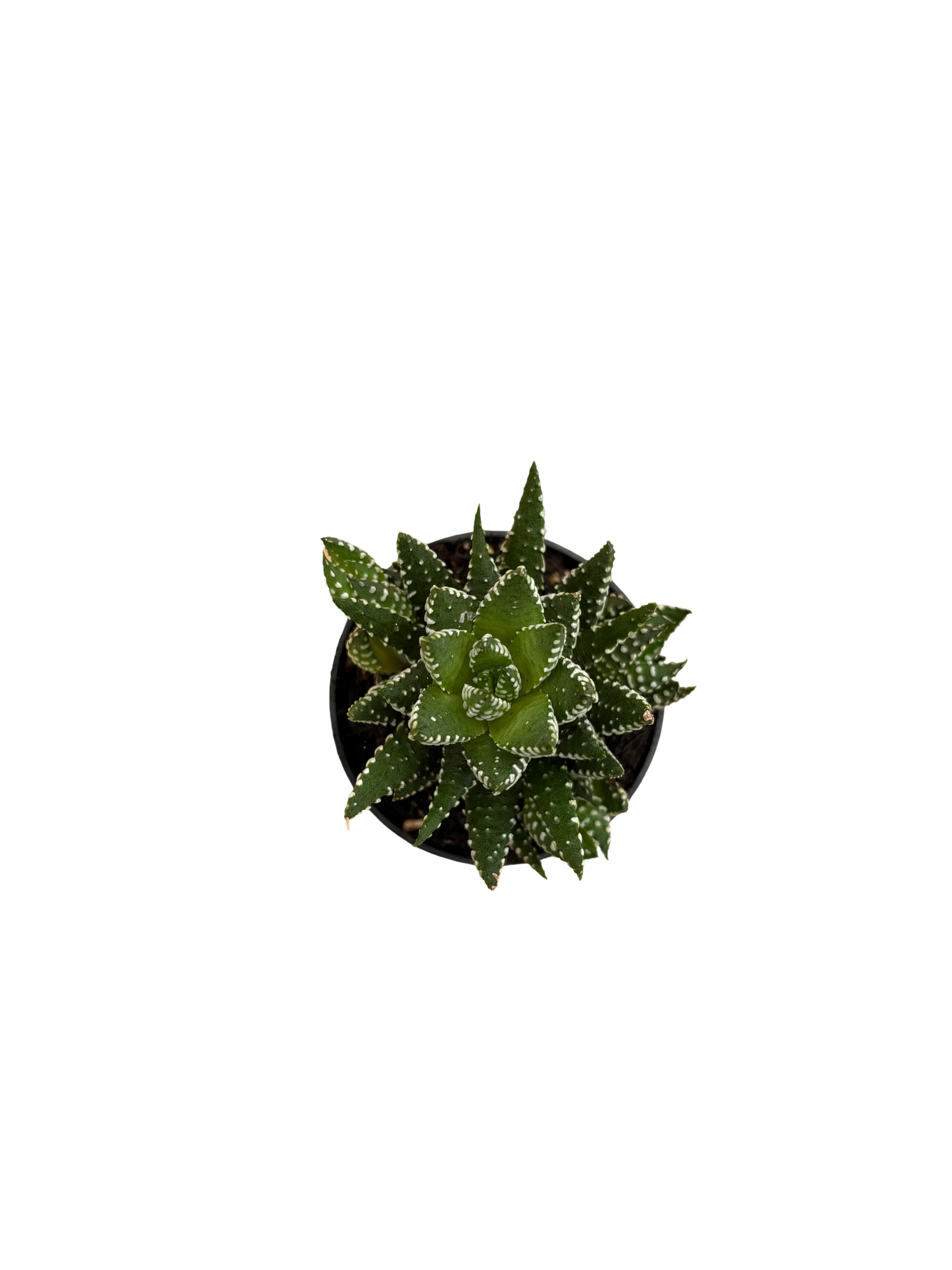 2" Haworthia Coarctata