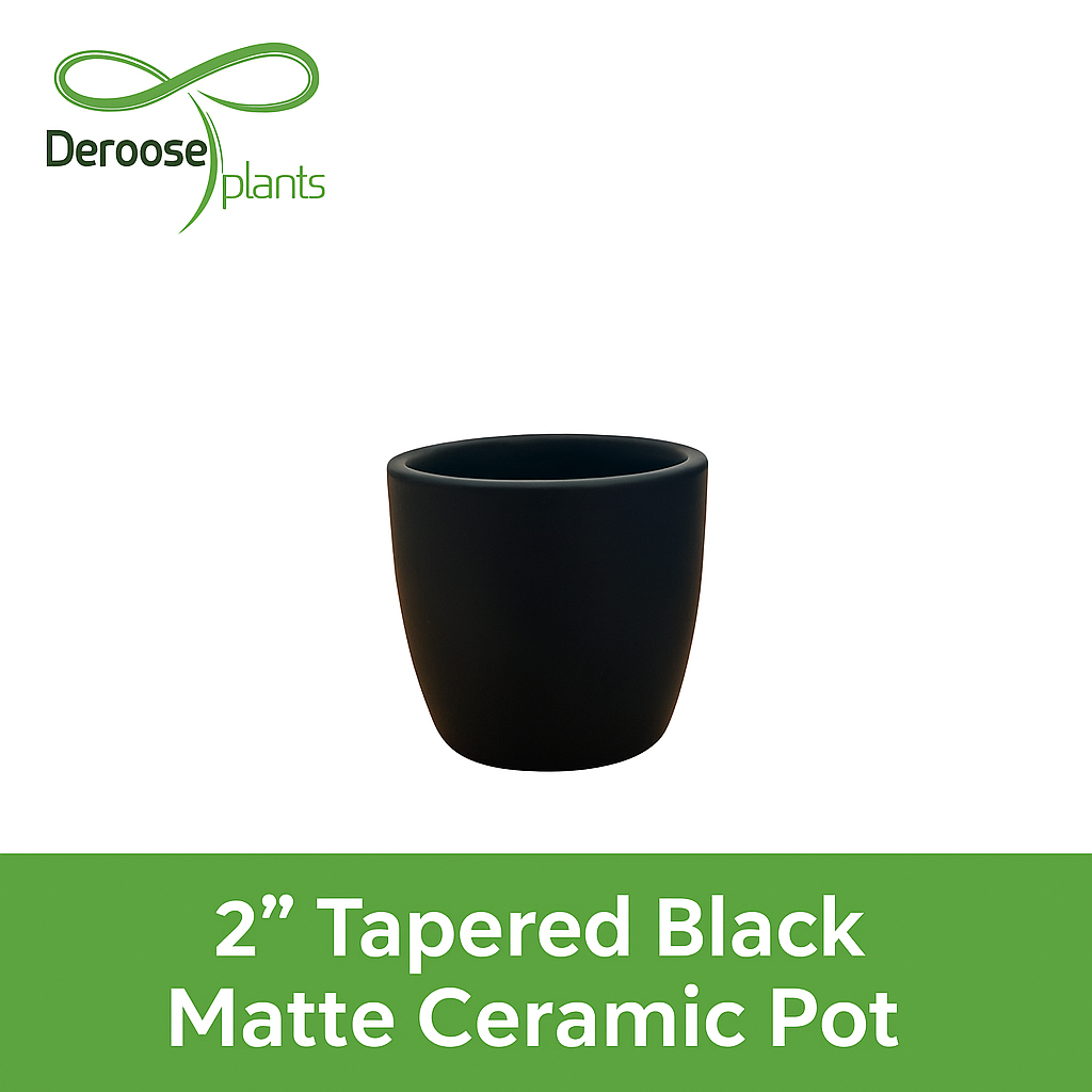 2” Tapered Black Matte Ceramic Pots