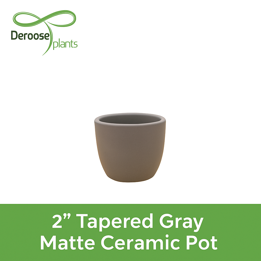 2” Tapered Gray Matte Ceramic Pots