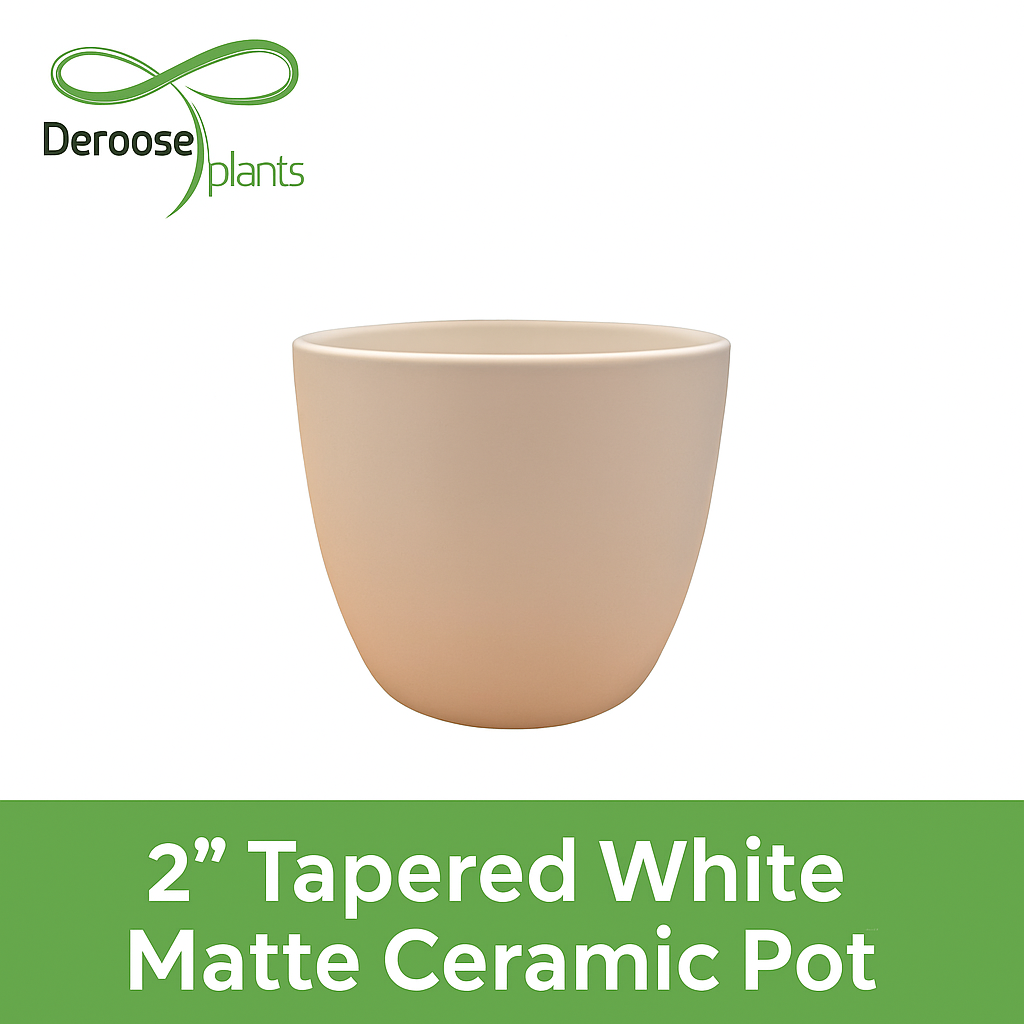 2” Tapered White Matte Ceramic Pots