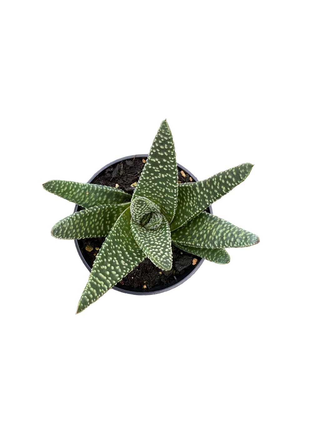 2” Gasteria Okavango