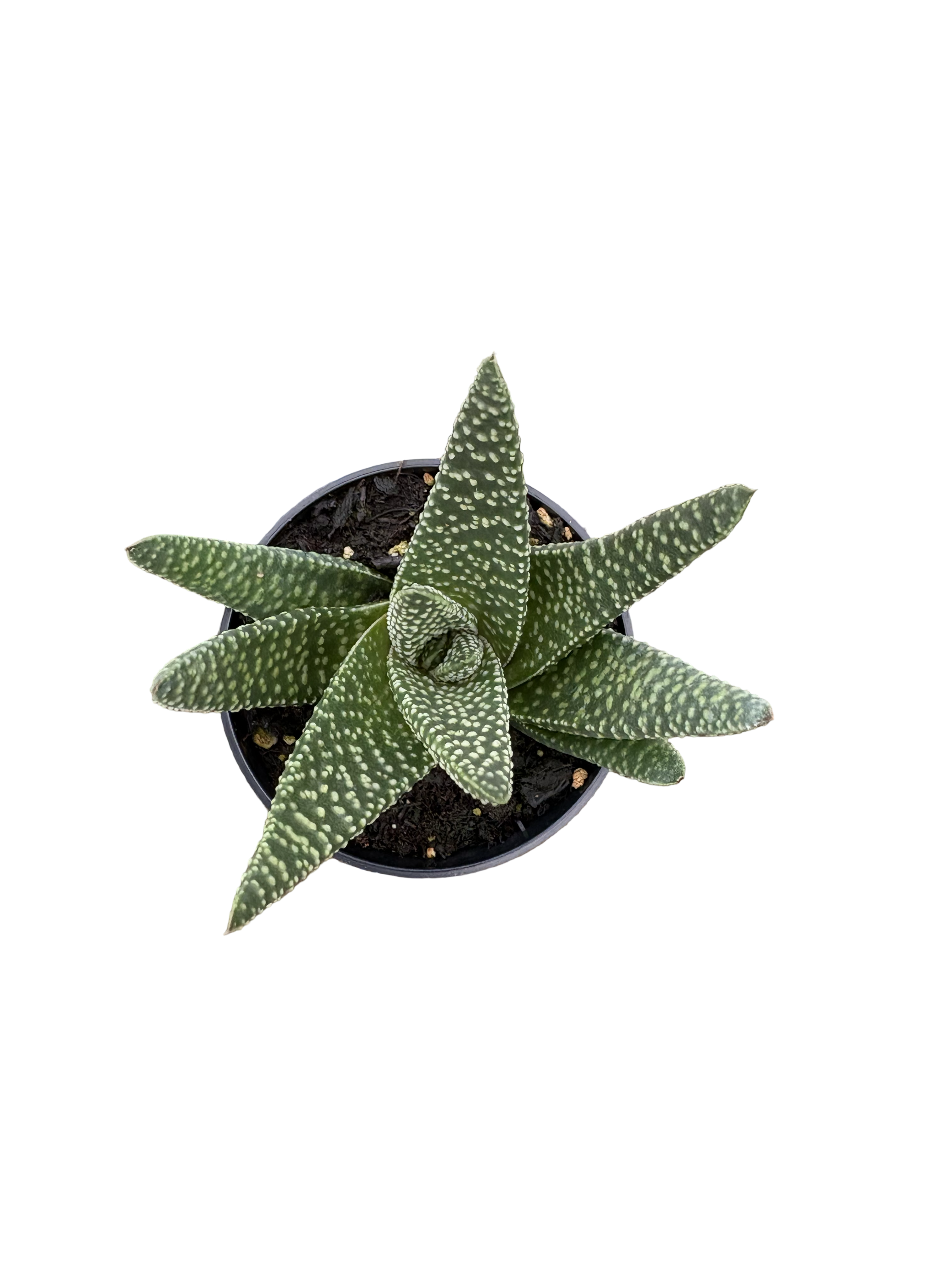 2” Gasteria Okavango