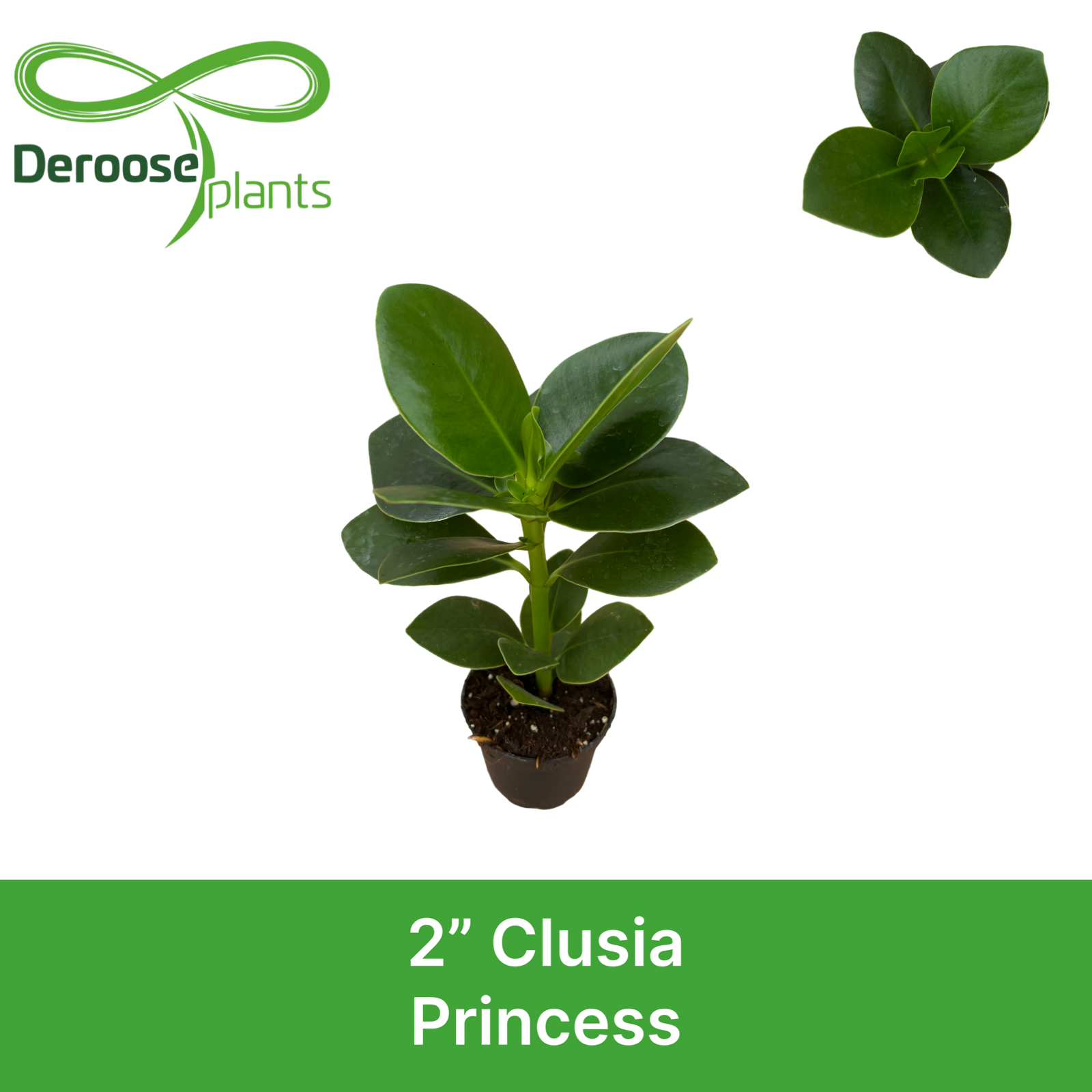 2" Clusia Princess