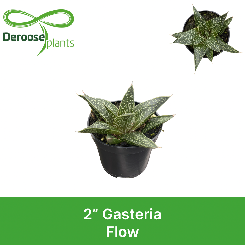 2" Gasteria Flow