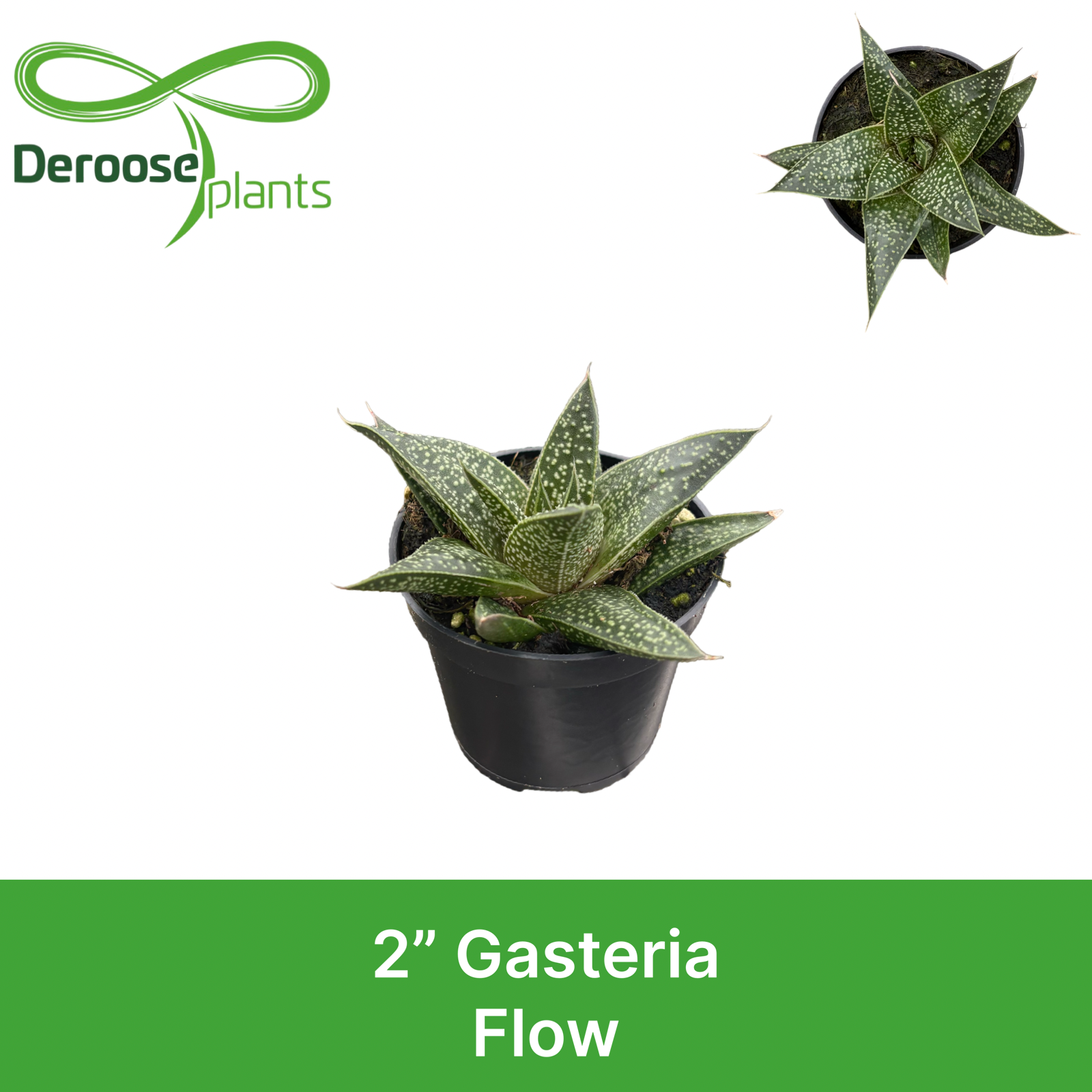 2" Gasteria Flow