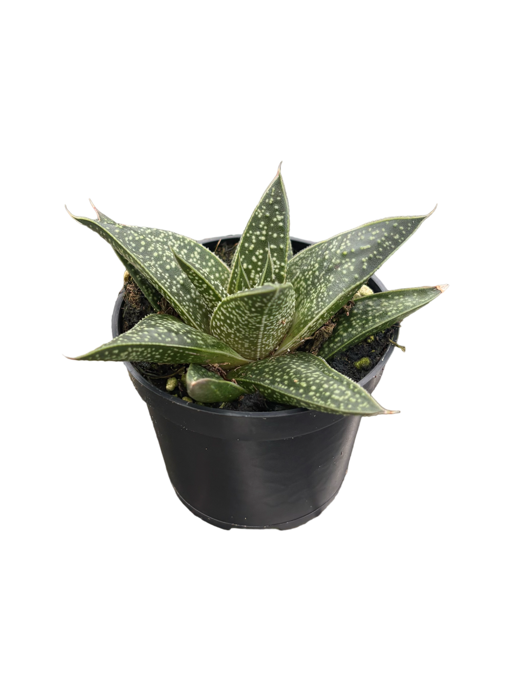2" Gasteria Flow