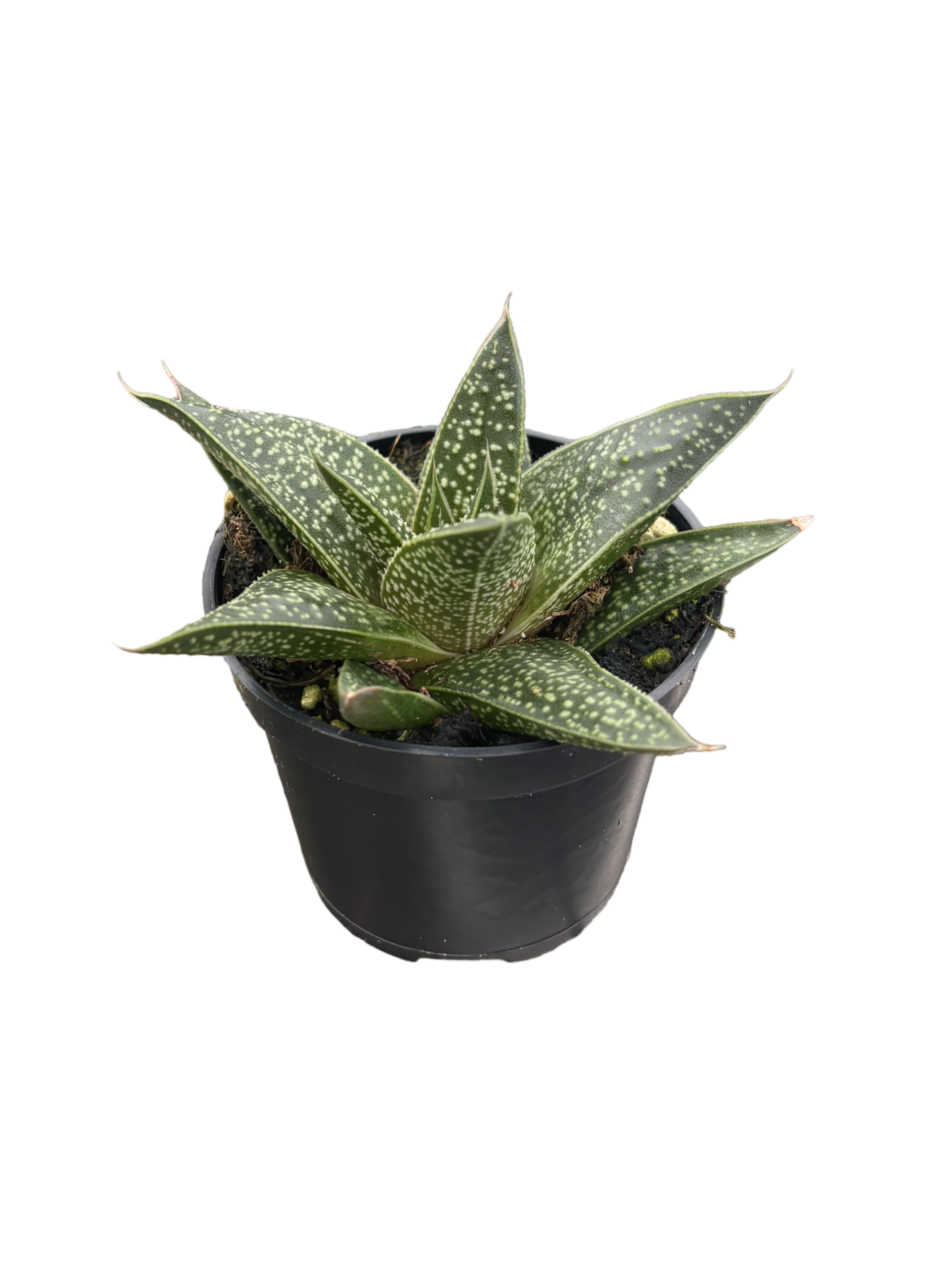 2" Gasteria Flow