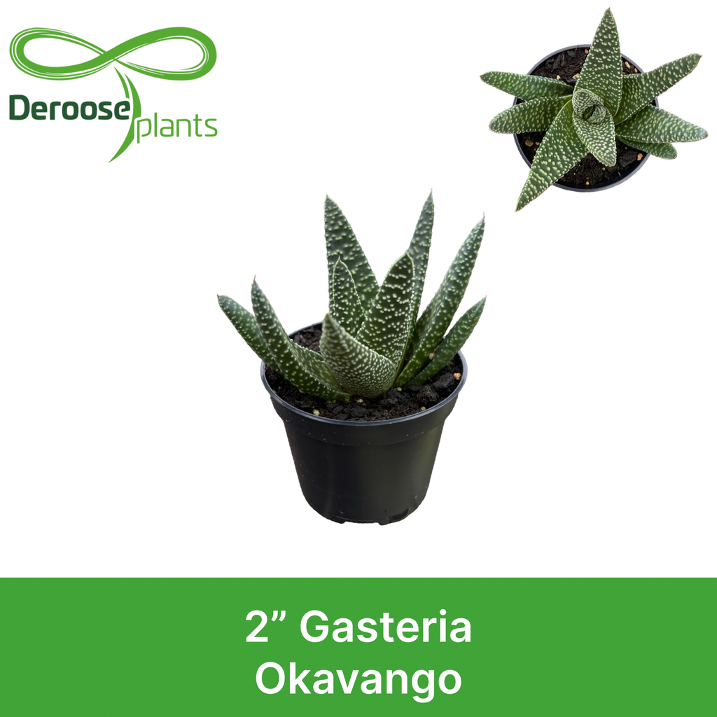 2” Gasteria Okavango
