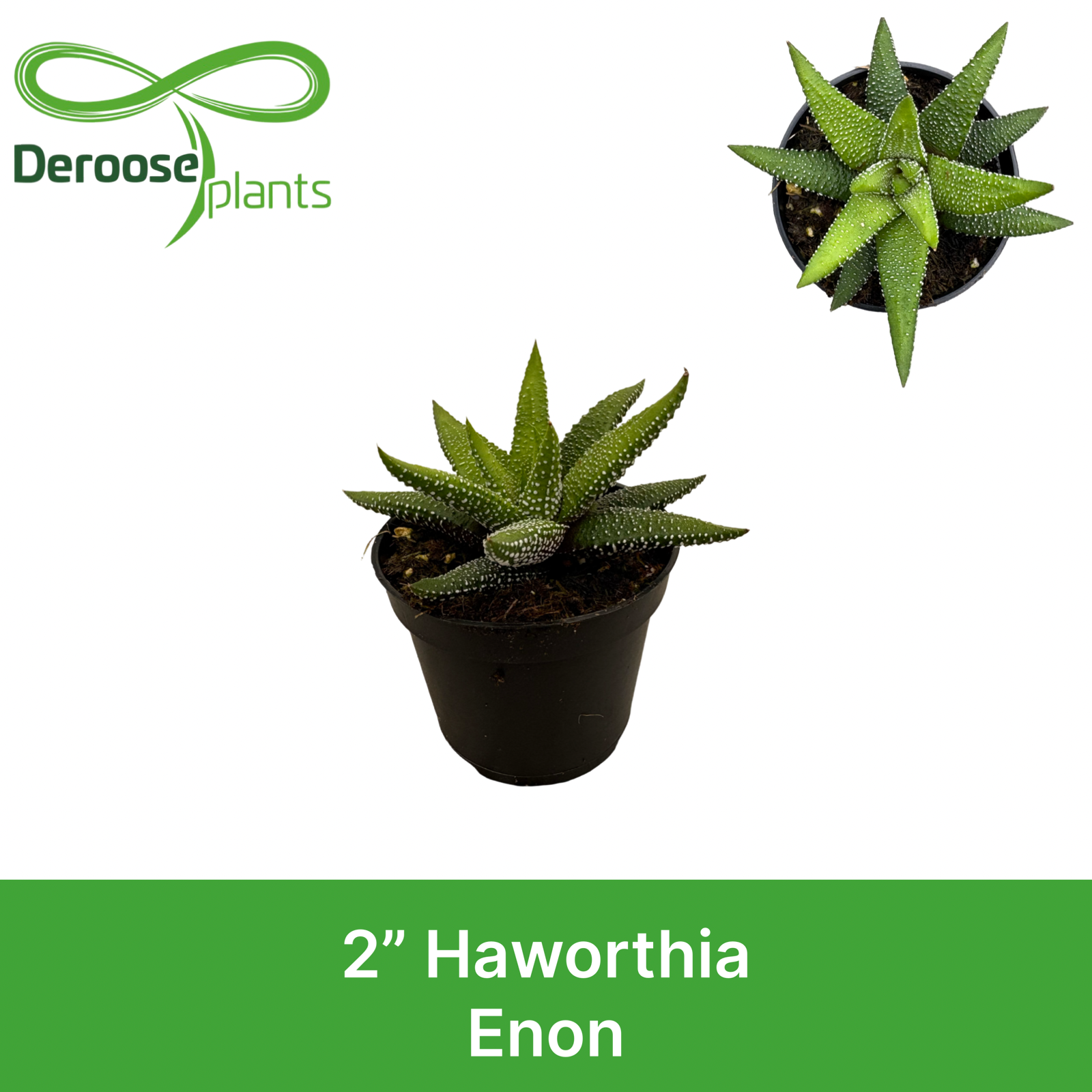 2" Haworthia Enon