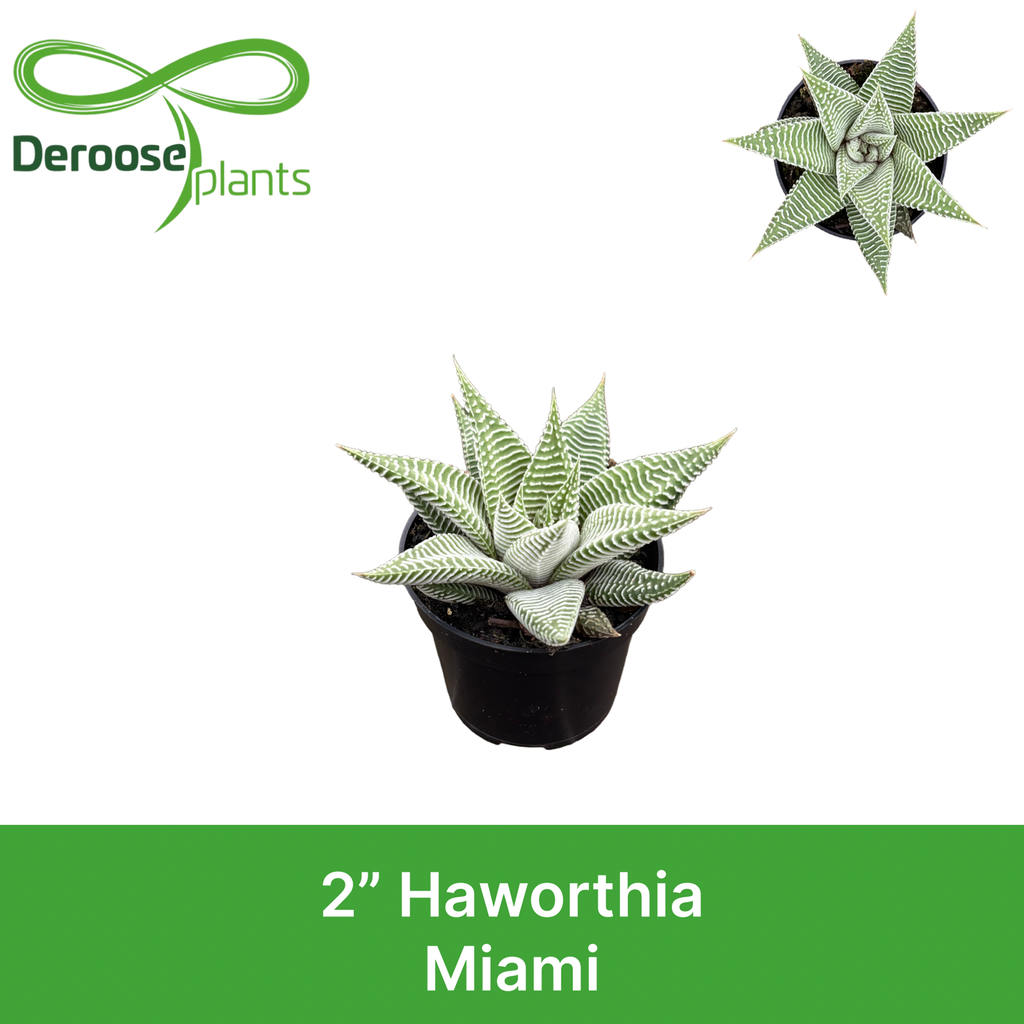 2" Haworthia Miami