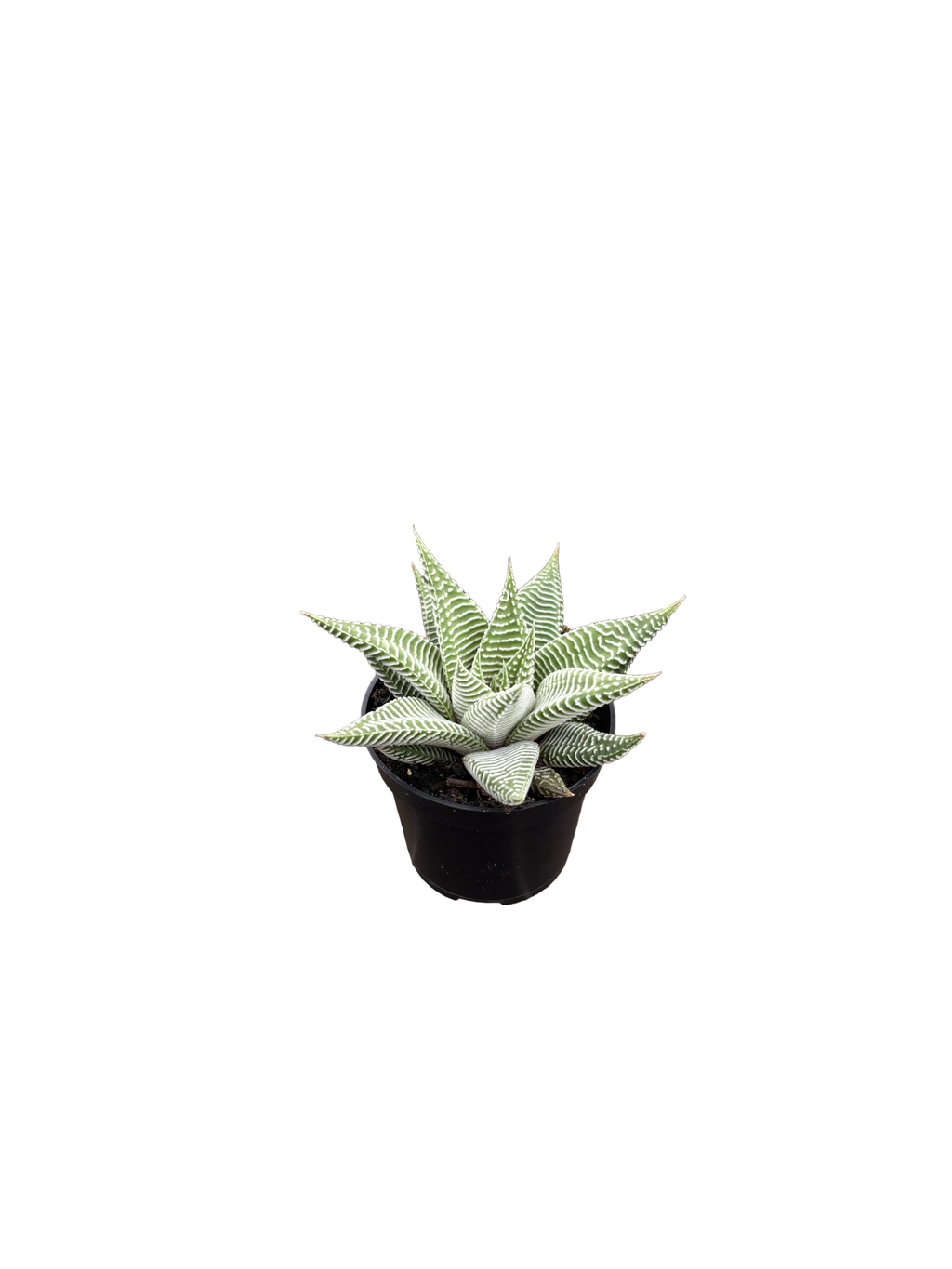 2" Haworthia Miami