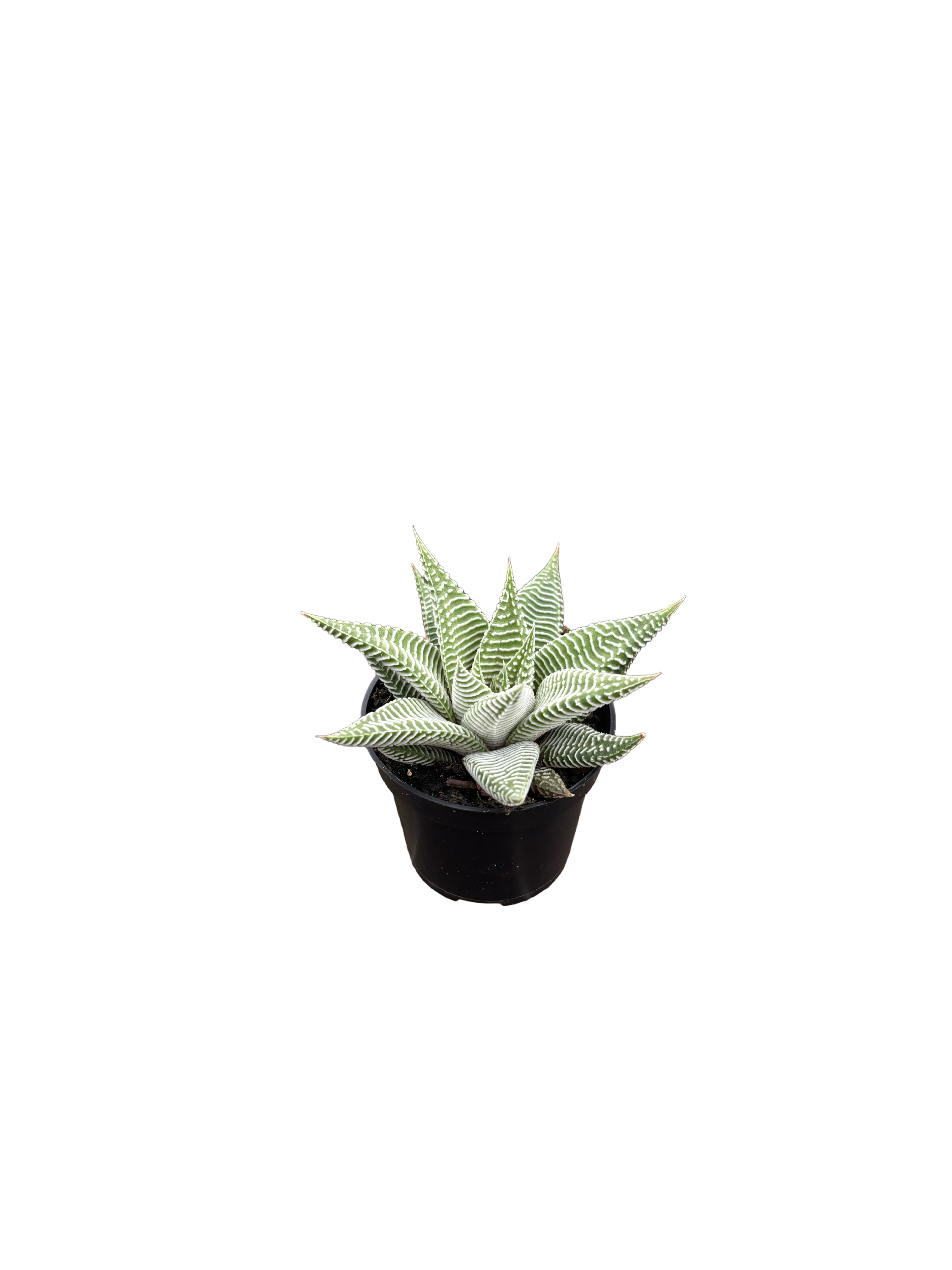2" Haworthia Miami