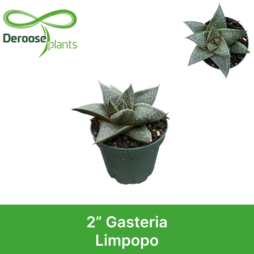2" Haworthia Limpopo
