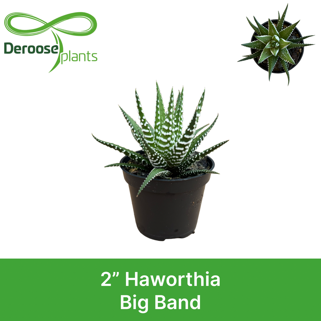 2" Haworthia Big Band