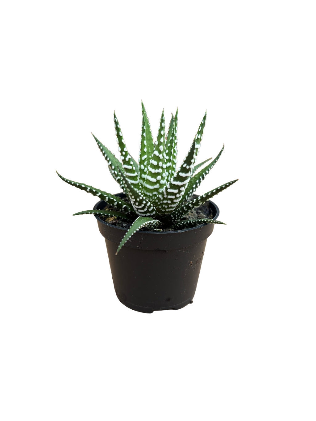 2" Haworthia Big Band
