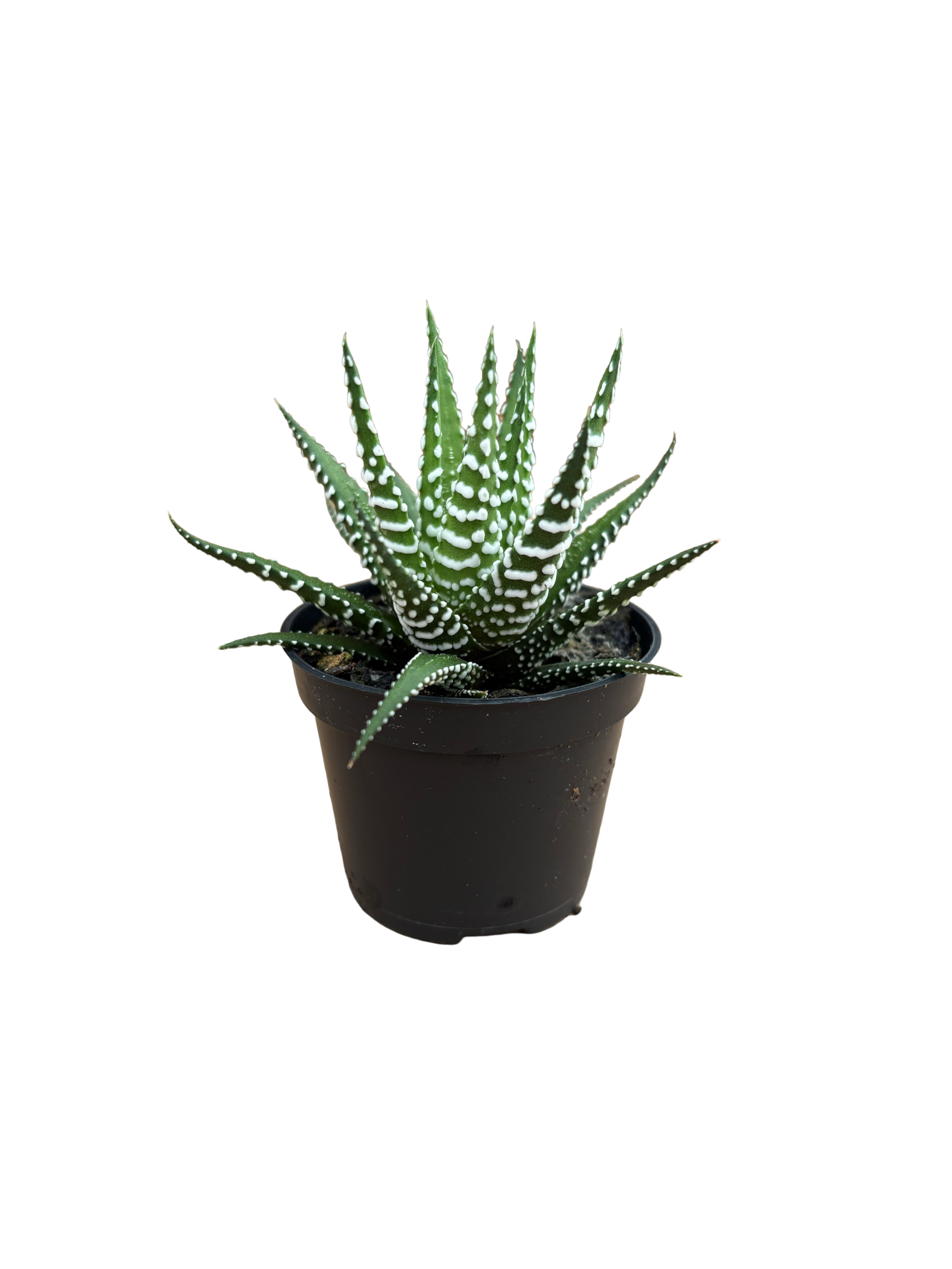 2" Haworthia Big Band