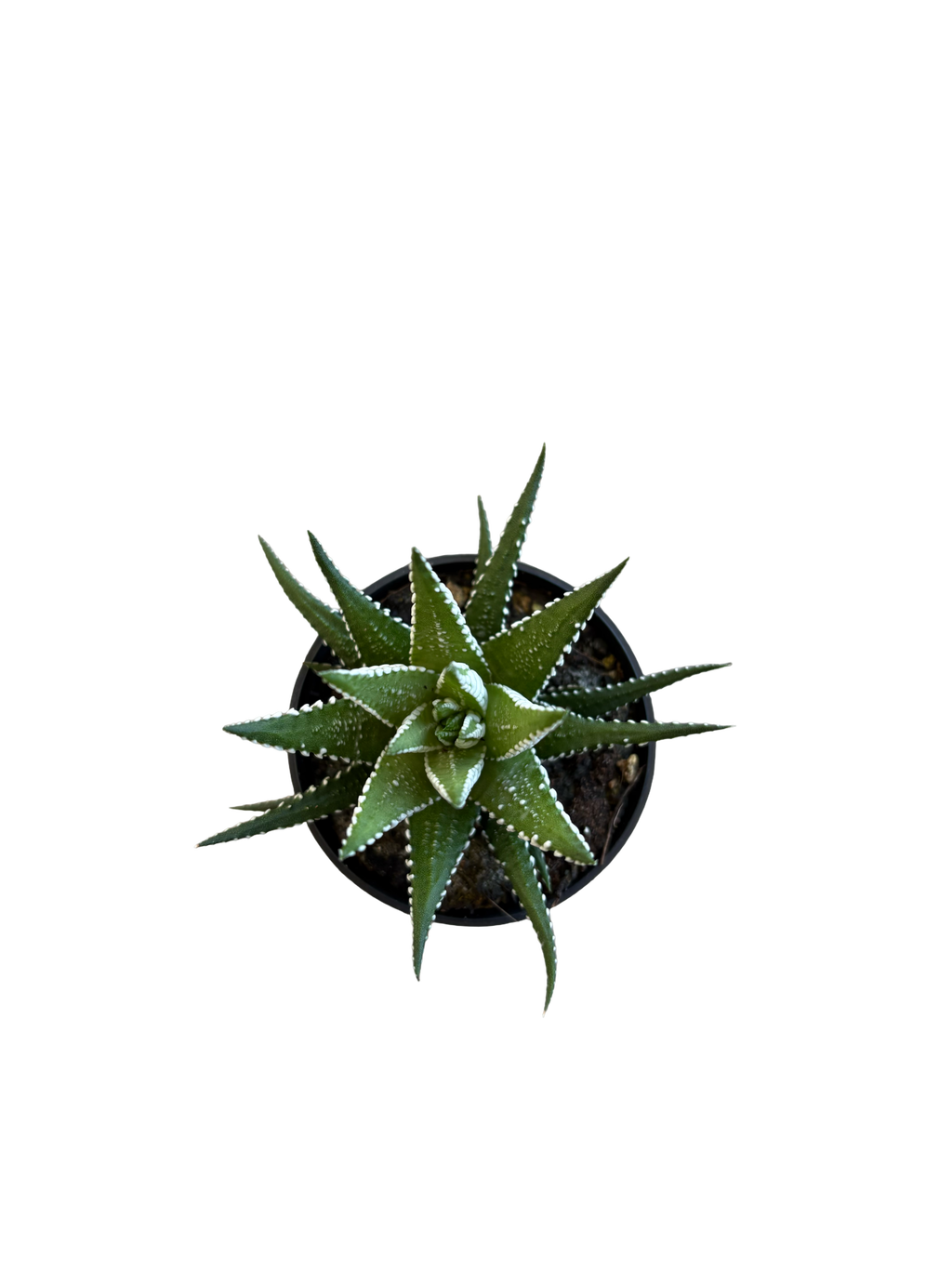 2" Haworthia Big Band