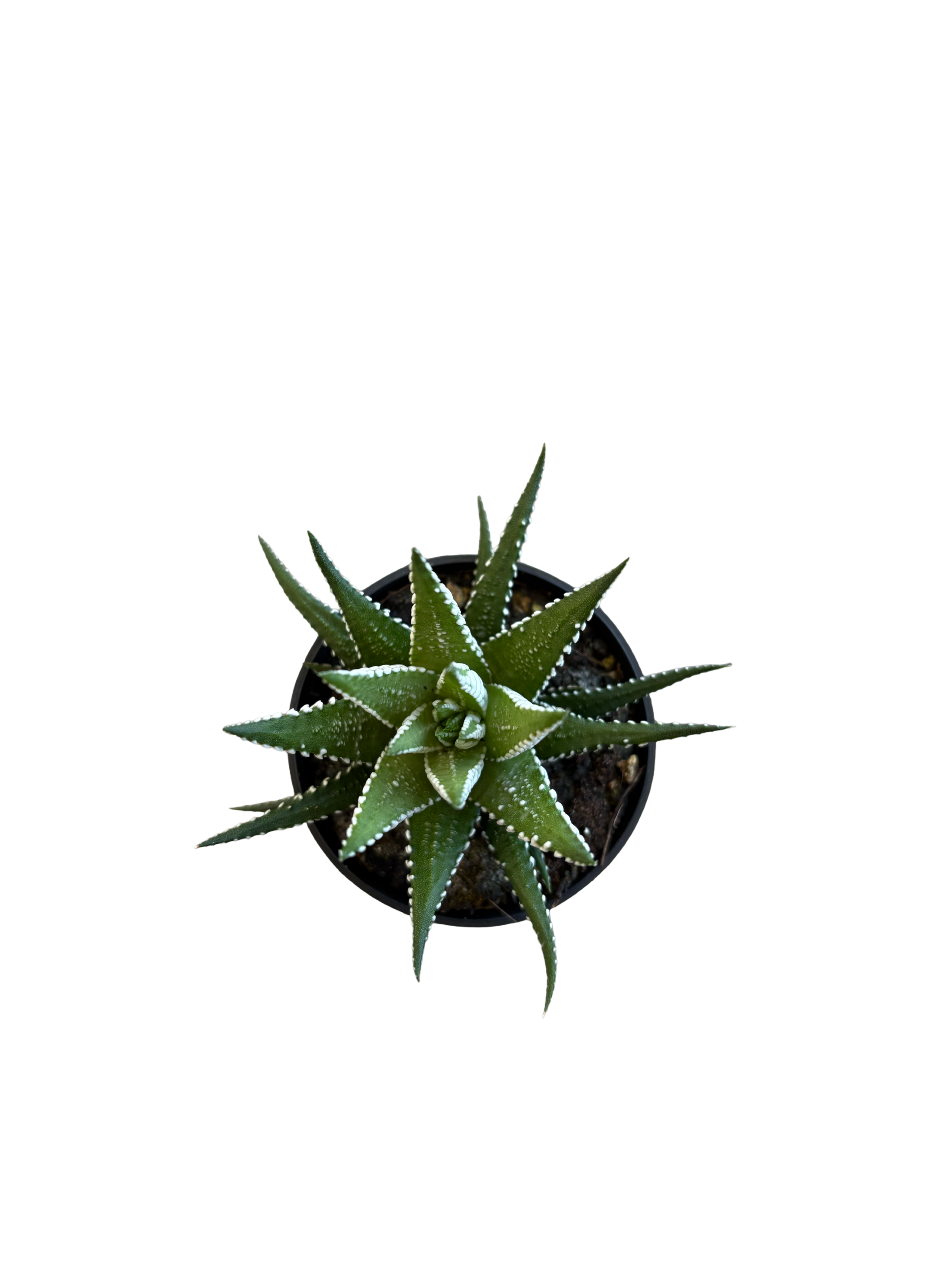 2" Haworthia Big Band