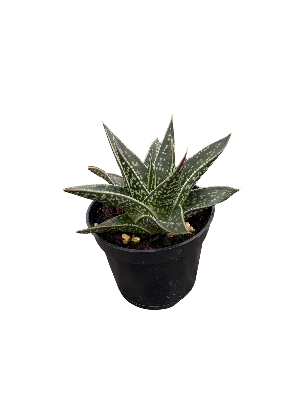 2" Haworthia Kyaka